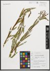 Foto von Salix purpurea L.